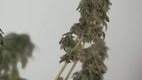 Blooming female marijuana sprout develops in the wind against a ballroom Video stock 123307601