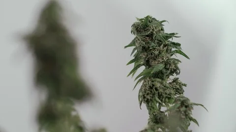 Blooming female marijuana sprout develops in the wind against a ballroom Stock-Footage 123307843