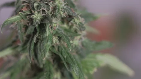Blooming female marijuana sprout develops in the wind against a ballroom 스톡 동영상 123308541