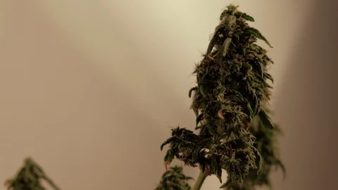 Blooming female marijuana sprout develops in the wind against a ballroom 스톡 동영상 123308911