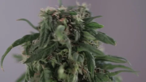 Blooming female marijuana sprout develops in the wind against a ballroom Stock Footage 123309499