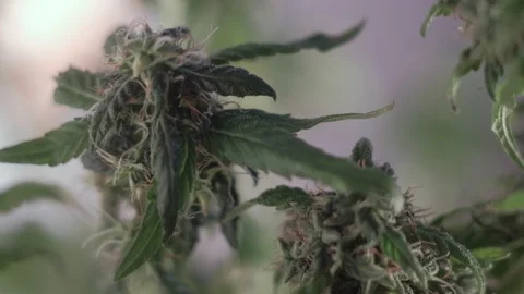 Blooming female marijuana sprout develops in the wind against a ballroom Video stock 123310335