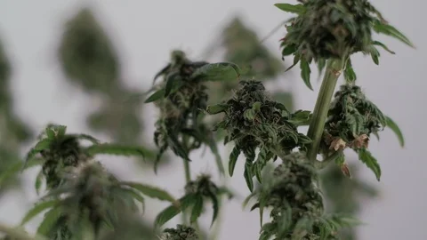 Blooming female marijuana sprout develops in the wind against a ballroom Stockbeeldmateriaal 123311039