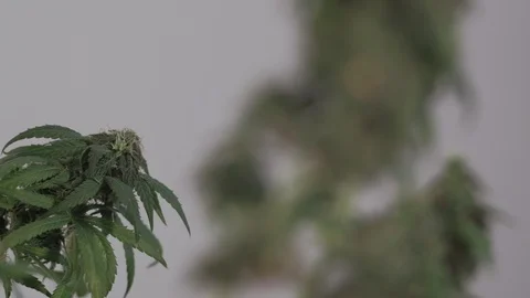 Blooming female marijuana sprout develops in the wind against a ballroom Vídeo Stock 123311473