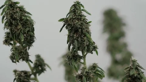 Blooming female marijuana sprout develops in the wind against a ballroom Stock-Footage 123311685