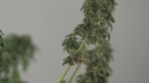 Blooming female marijuana sprout develops in the wind against a ballroom 스톡 동영상 123312006