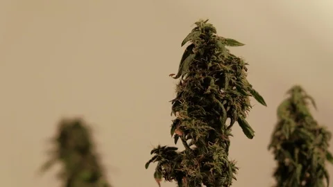 Blooming female marijuana sprout develops in the wind against a ballroom Stock Footage 123312139