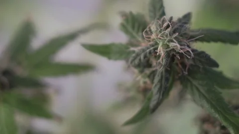 Blooming female marijuana sprout develops in the wind against a ballroom Stock Footage 123312389