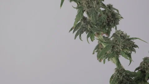Blooming female marijuana sprout develops in the wind against a ballroom Vídeo Stock 123312561