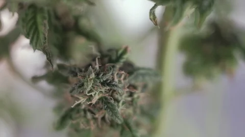 Blooming female marijuana sprout develops in the wind against a ballroom 库存影片 123312739