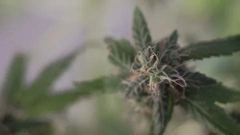 Blooming female marijuana sprout develops in the wind against a ballroom 스톡 동영상 123313004