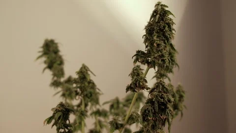 Blooming female marijuana sprout develops in the wind against a ballroom 스톡 동영상 123313131
