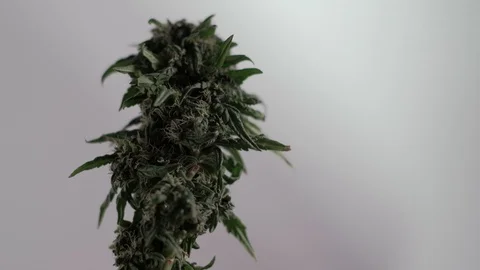Blooming female marijuana sprout develops in the wind against a ballroom 库存影片 123313264