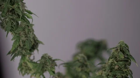 Blooming female marijuana sprout develops in the wind against a ballroom Stockbeeldmateriaal 123313503