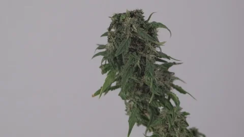 Blooming female marijuana sprout develops in the wind against a ballroom Stock Footage 123313708