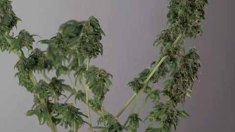 Blooming female marijuana sprout develops in the wind against a ballroom 库存影片 123314073