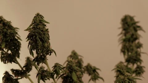 Blooming female marijuana sprout develops in the wind against a ballroom Video stock 123314290
