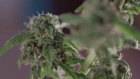 Blooming female marijuana sprout develops in the wind against a ballroom Stock-Footage 123314708