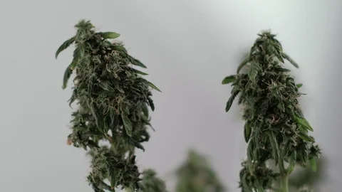 Blooming female marijuana sprout develops in the wind against a ballroom Stock Footage 123314802