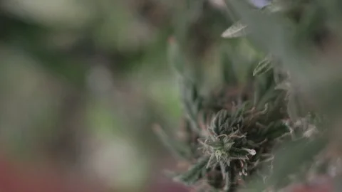 Blooming female marijuana sprout develops in the wind against a ballroom Video stock 123314988