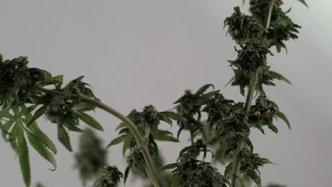 Blooming female marijuana sprout develops in the wind against a ballroom 스톡 동영상 123315122