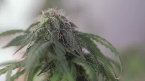 Blooming female marijuana sprout develops in the wind against a ballroom Vídeo Stock 123315272