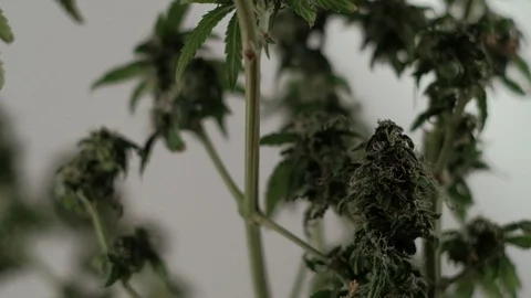 Blooming female marijuana sprout develops in the wind against a ballroom Video stock 123315415