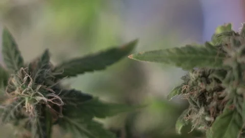 Blooming female marijuana sprout develops in the wind against a ballroom 動画素材 123315657