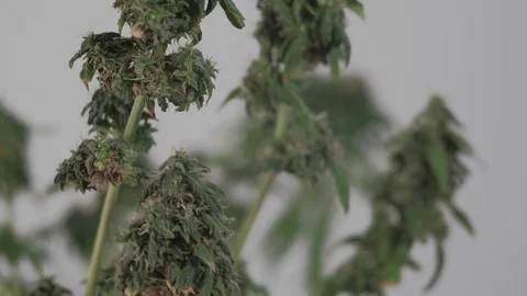 Blooming female marijuana sprout develops in the wind against a ballroom 動画素材 123315918
