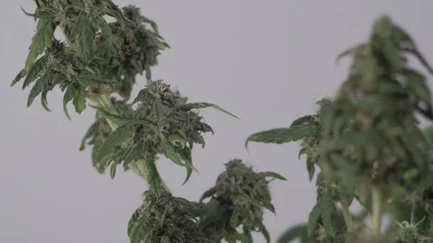 Blooming female marijuana sprout develops in the wind against a ballroom 库存影片 123316232
