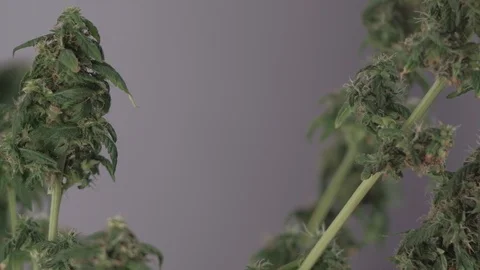 Blooming female marijuana sprout develops in the wind against a ballroom 스톡 동영상 123316482