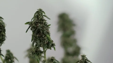 Blooming female marijuana sprout develops in the wind against a ballroom backgro 動画素材 123316649