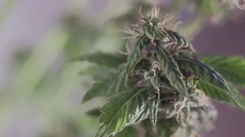 Blooming female marijuana sprout develops in the wind against a ballroom backgro Vídeo Stock 123316969