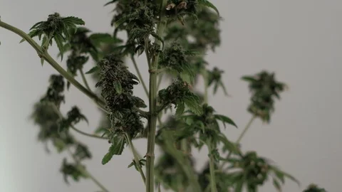 Blooming female marijuana sprout develops in the wind against a ballroom backgro Видео 123317154