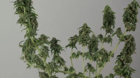 Blooming female marijuana sprout develops in the wind against a ballroom backgro Vídeo Stock 123317488