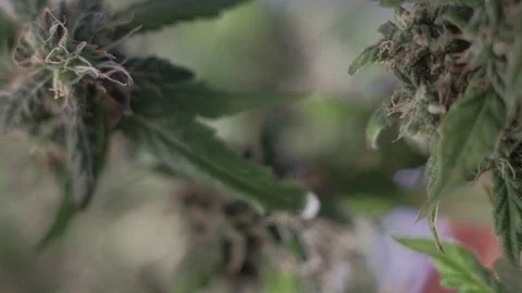 Blooming female marijuana sprout develops in the wind against a ballroom backgro Stock Footage 123317772