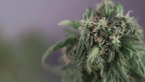 Blooming female marijuana sprout develops in the wind against a ballroom backgro 動画素材 123318064