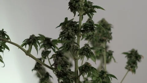 Blooming female marijuana sprout develops in the wind against a ballroom backgro Stock-Footage 123318230