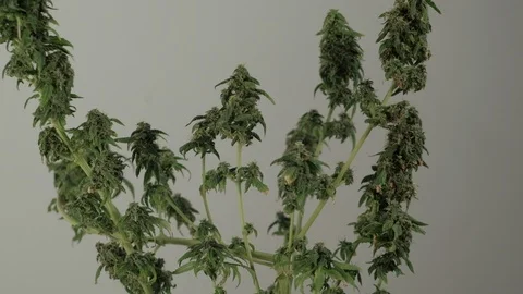 Blooming female marijuana sprout develops in the wind against a ballroom backgro 動画素材 123318623