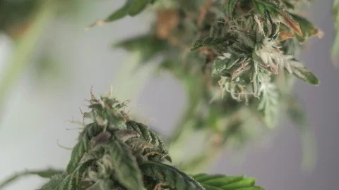 Blooming female marijuana sprout develops in the wind against a ballroom backgro Vídeo Stock 123318707