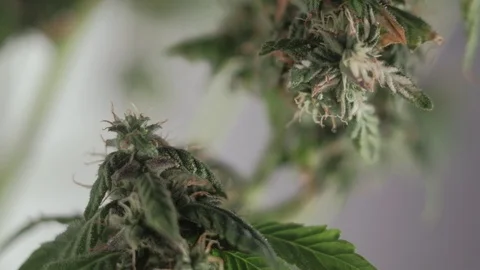 Blooming female marijuana sprout develops in the wind against a ballroom backgro Stock Footage 123318815