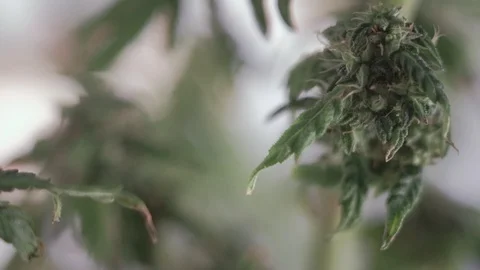 Blooming female marijuana sprout develops in the wind against a ballroom backgro Stock Footage 123318891