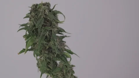 Blooming female marijuana sprout develops in the wind against a ballroom backgro Stock-Footage 123318978