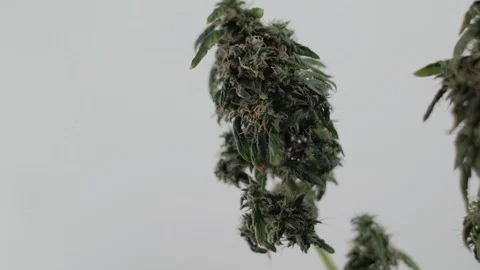 Blooming female marijuana sprout develops in the wind against a ballroom backgro 스톡 동영상 123319056
