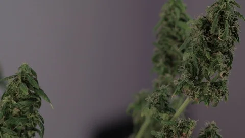 Blooming female marijuana sprout develops in the wind against a ballroom backgro Stock-Footage 123319241