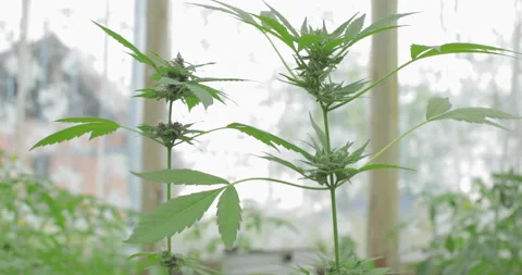 Blooming female marijuana sprout develops in the wind against a greenhouse backg Stock Footage 131437462