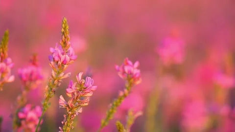 Blooming field against the background of mountains. Stock Footage 249943314