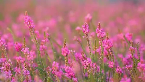Blooming field against the background of mountains. Stock Footage 249947841