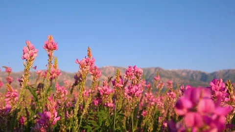 Blooming field against the background of mountains. Stock Footage 252753473
