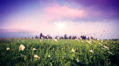 Blooming field of daisies on a sunset background Stock Footage 149663687
